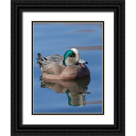 Male American Wigeon in freshwater pond-New Mexico Black Ornate Wood Framed Art Print with Double Matting by Pryor-Luzier, Maresa