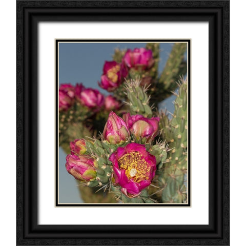 Tree cholla in bloom-high desert of Edgewood-New Mexico Black Ornate Wood Framed Art Print with Double Matting by Pryor-Luzier, Maresa