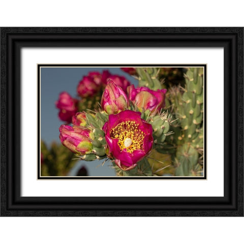 Tree cholla in bloom-high desert of Edgewood-New Mexico Black Ornate Wood Framed Art Print with Double Matting by Pryor-Luzier, Maresa