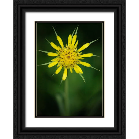 Yellow Salsify-Tragopogon dubius-Capulin Sprints Trail-Sandia Mountains-New Mexico Black Ornate Wood Framed Art Print with Double Matting by Pryor-Luzier, Maresa