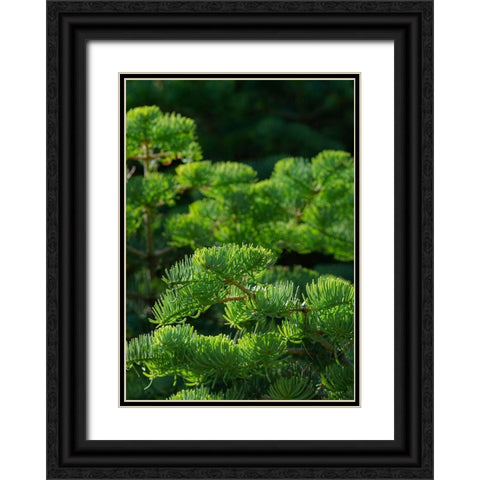 White fir needles-Abies concolor-Capulin Springs Trail-Sandia Mountains-New Mexico Black Ornate Wood Framed Art Print with Double Matting by Pryor-Luzier, Maresa