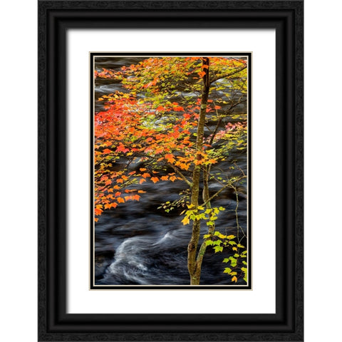 USA-New York-Adirondacks Long Lake-young maple beside the Raquette River Black Ornate Wood Framed Art Print with Double Matting by Collins, Ann