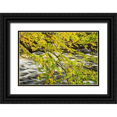 USA-New York-Adirondacks Long Lake-Raquette River flows behind autumn foliage Black Ornate Wood Framed Art Print with Double Matting by Collins, Ann