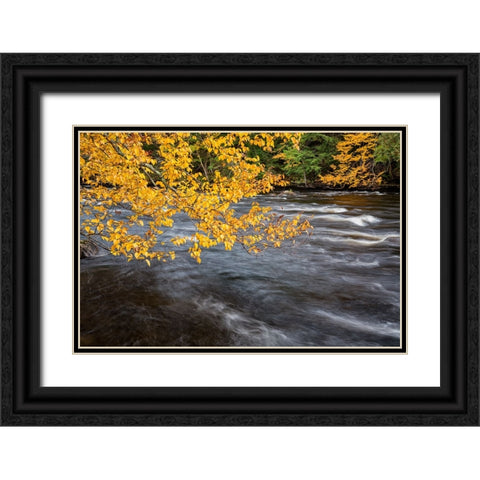 USA-New York-Adirondacks Long Lake-yellow foliage along the Raquette River at Forked Lake Black Ornate Wood Framed Art Print with Double Matting by Collins, Ann