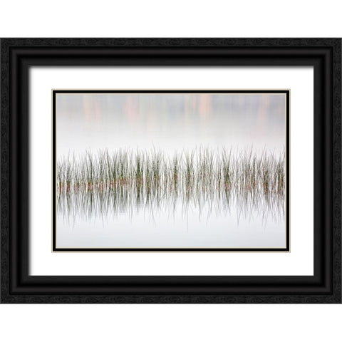 USA-New York-Adirondacks Long Lake-reeds-fog-and fall foliage at Eaton Lake Black Ornate Wood Framed Art Print with Double Matting by Collins, Ann