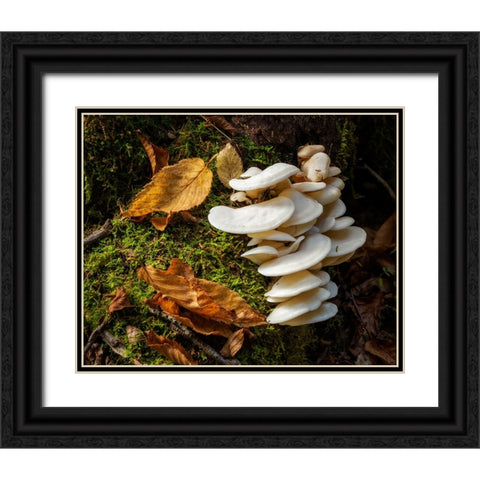 USA-New York-Adirondacks Long Lake-fungi growing at base of tree next to Forked Lake Black Ornate Wood Framed Art Print with Double Matting by Collins, Ann