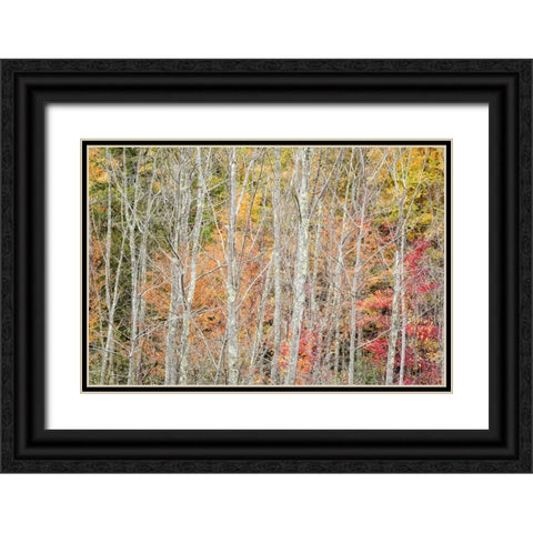 USA-New York-Adirondacks Keene-autumn foliage past peak Black Ornate Wood Framed Art Print with Double Matting by Collins, Ann