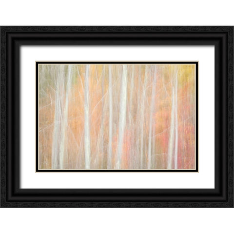 USA-New York-Adirondacks Keene-abstract of autumn foliage and bare trees Black Ornate Wood Framed Art Print with Double Matting by Collins, Ann