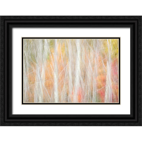 USA-New York-Adirondacks Keene-abstract of autumn foliage and bare trees Black Ornate Wood Framed Art Print with Double Matting by Collins, Ann