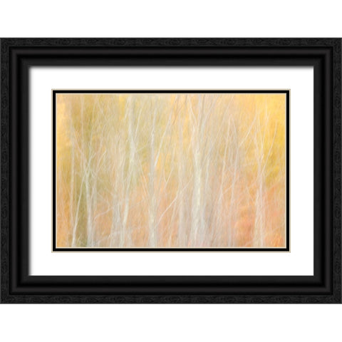 USA-New York-Adirondacks Keene-abstract of autumn foliage and bare trees Black Ornate Wood Framed Art Print with Double Matting by Collins, Ann