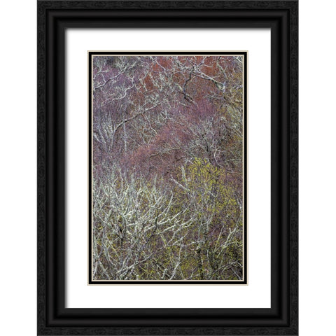 Lichen covered trees at high elevation-Great Smoky Mountains National Park-North Carolina Black Ornate Wood Framed Art Print with Double Matting by Jones, Adam