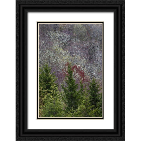 Lichen covered trees at high elevation-Great Smoky Mountains National Park-North Carolina Black Ornate Wood Framed Art Print with Double Matting by Jones, Adam