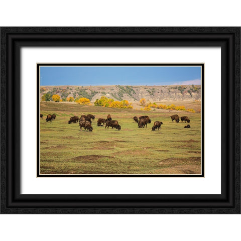 Theodore Roosevelt National Park-North Dakota-USA American Bison calves Black Ornate Wood Framed Art Print with Double Matting by Sienda, Jolly