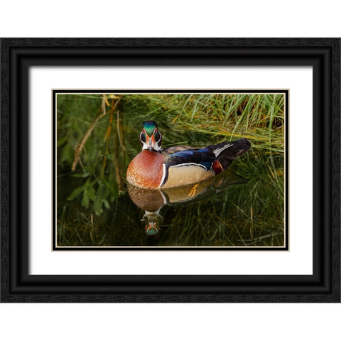 Male wood duck and reflection-Ohio Black Ornate Wood Framed Art Print with Double Matting by Jones, Adam