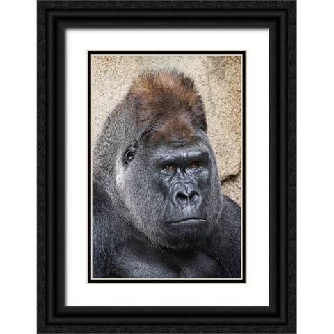 Western Gorilla-Cincinnati Zoo Black Ornate Wood Framed Art Print with Double Matting by Jones, Adam