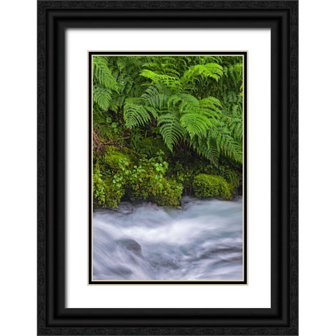 Ferns along cascade-Columbia River Gorge National Scenic Area-Oregon Black Ornate Wood Framed Art Print with Double Matting by Jones, Adam
