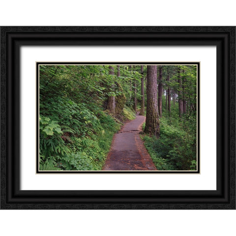 Paved pathway through forest-Columbia River Gorge-Oregon Black Ornate Wood Framed Art Print with Double Matting by Jones, Adam
