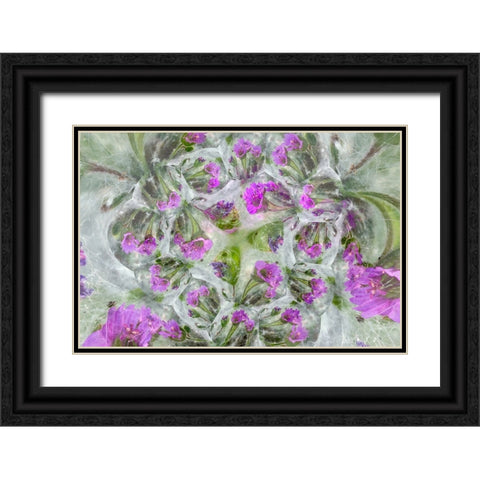 Doves Foot Geranium-Geranium molle-Columbia River Gorge-Oregon Black Ornate Wood Framed Art Print with Double Matting by Jones, Adam