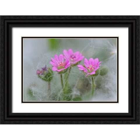 Doves Foot Geranium-Geranium molle-Columbia River Gorge-Oregon Black Ornate Wood Framed Art Print with Double Matting by Jones, Adam