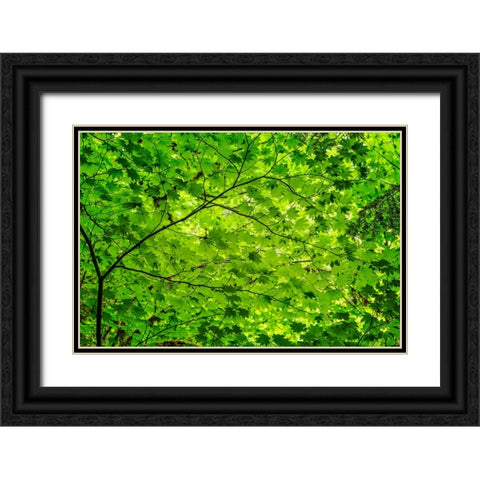 Pattern of green maple leaves-Columbia River Gorge National Scenic Area-Oregon Black Ornate Wood Framed Art Print with Double Matting by Jones, Adam