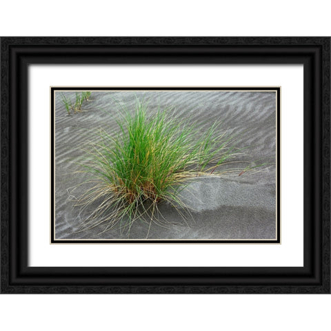 Grass pattern-Bandon-Oregon Black Ornate Wood Framed Art Print with Double Matting by Jones, Adam