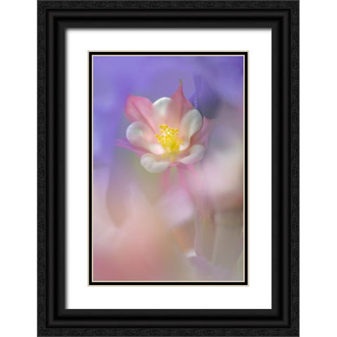 Soft focus Columbine flower-Salem-Oregon Black Ornate Wood Framed Art Print with Double Matting by Jones, Adam
