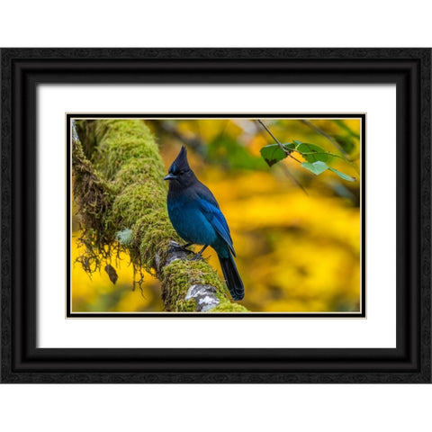 USA-Oregon-Silver Falls State Park Stellers jay on branch Black Ornate Wood Framed Art Print with Double Matting by Jaynes Gallery