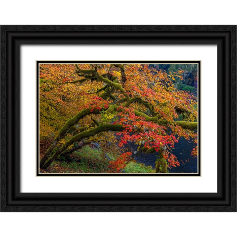 Colorful autumn maples along Humbug Creek in Clatsop County-Oregon-USA Black Ornate Wood Framed Art Print with Double Matting by Haney, Chuck