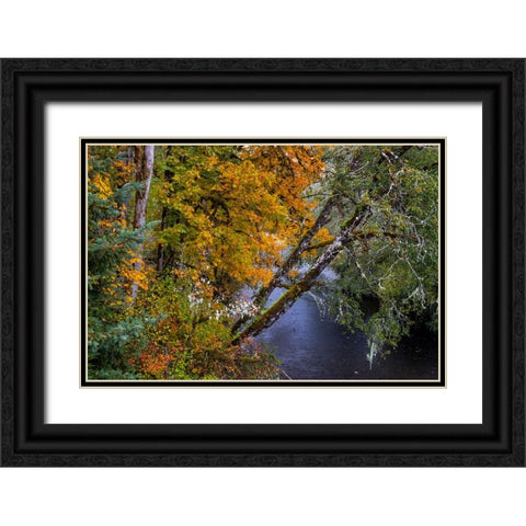 Colorful autumn maples along Humbug Creek in Clatsop County-Oregon-USA Black Ornate Wood Framed Art Print with Double Matting by Haney, Chuck
