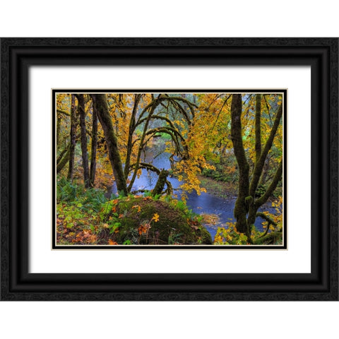 Colorful autumn maples along Humbug Creek in Clatsop County-Oregon-USA Black Ornate Wood Framed Art Print with Double Matting by Haney, Chuck