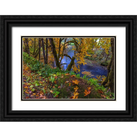 Colorful autumn maples along Humbug Creek in Clatsop County-Oregon-USA Black Ornate Wood Framed Art Print with Double Matting by Haney, Chuck