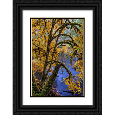 Colorful autumn maples along Humbug Creek in Clatsop County-Oregon-USA Black Ornate Wood Framed Art Print with Double Matting by Haney, Chuck