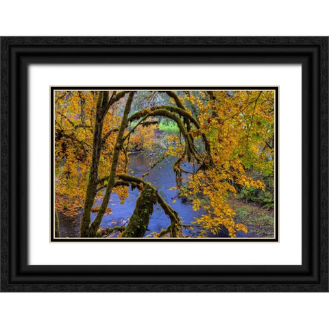 Colorful autumn maples along Humbug Creek in Clatsop County-Oregon-USA Black Ornate Wood Framed Art Print with Double Matting by Haney, Chuck