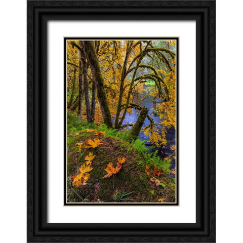 Colorful autumn maples along Humbug Creek in Clatsop County-Oregon-USA Black Ornate Wood Framed Art Print with Double Matting by Haney, Chuck