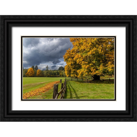 Maple tree and fence at Jewell Meadows Wildlife Area near Jewell-Oregon-USA Black Ornate Wood Framed Art Print with Double Matting by Haney, Chuck