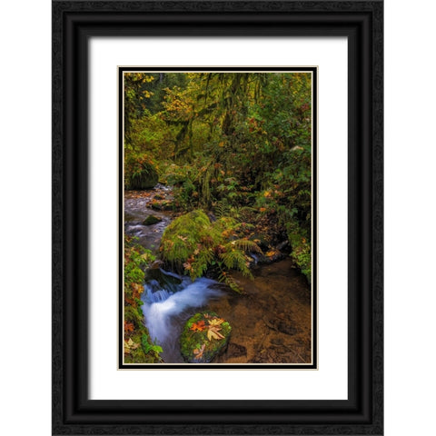 Bigtooth Maple leaves in autumn along Munson Creek near Tillamook-Oregon-USA Black Ornate Wood Framed Art Print with Double Matting by Haney, Chuck