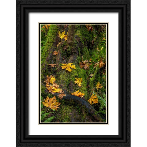 Bigtooth Maple leaves in autumn along Munson Creek near Tillamook-Oregon-USA Black Ornate Wood Framed Art Print with Double Matting by Haney, Chuck