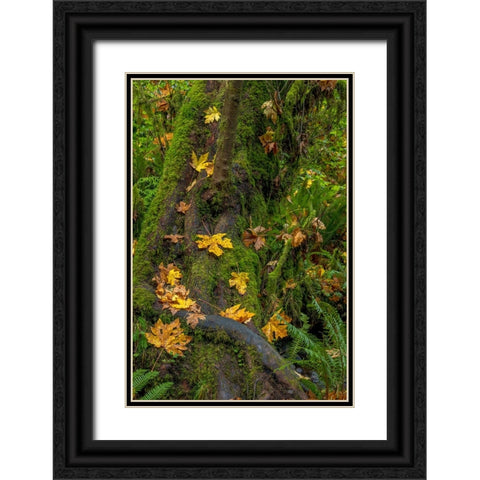 Bigtooth Maple leaves in autumn along Munson Creek near Tillamook-Oregon-USA Black Ornate Wood Framed Art Print with Double Matting by Haney, Chuck