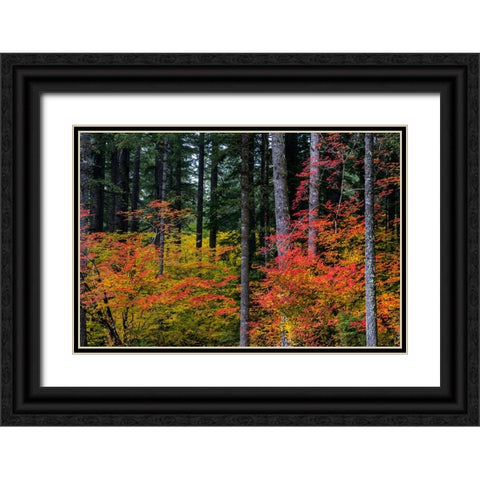 Vine Maple trees in autumn at Silver Falls State Park near Silverton-Oregon-USA Black Ornate Wood Framed Art Print with Double Matting by Haney, Chuck