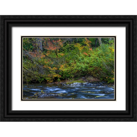 Vine maple in autumn over the North Fork of Silver Creek at Silver Falls State Park near Sublimity Black Ornate Wood Framed Art Print with Double Matting by Haney, Chuck