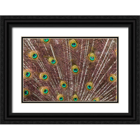USA- Oregon- Tillamook. Peacock displaying tail feathers. Black Ornate Wood Framed Art Print with Double Matting by Gulin, Darrell