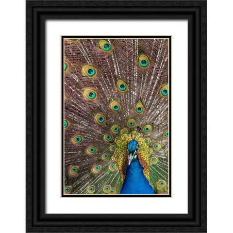 USA- Oregon- Tillamook. Peacock displaying tail feathers. Black Ornate Wood Framed Art Print with Double Matting by Gulin, Darrell