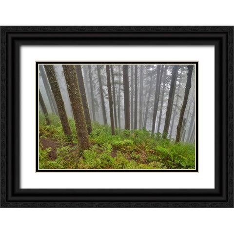 USA- Oregon. Lookout State Park with fog amongst Sitka spruce forest Black Ornate Wood Framed Art Print with Double Matting by Gulin, Darrell