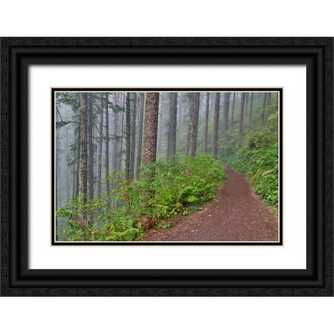 USA- Oregon. Lookout State Park trail with fog amongst Sitka spruce forest Black Ornate Wood Framed Art Print with Double Matting by Gulin, Darrell