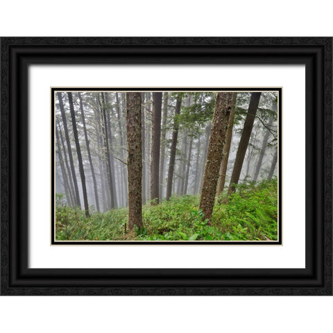 USA- Oregon. Lookout State Park with fog amongst Sitka spruce forest Black Ornate Wood Framed Art Print with Double Matting by Gulin, Darrell