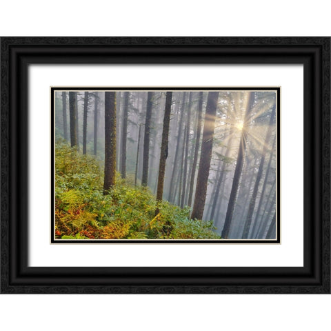 USA- Oregon. Lookout State Park with fog and sun breaking through amongst Sitka spruce forest Black Ornate Wood Framed Art Print with Double Matting by Gulin, Darrell
