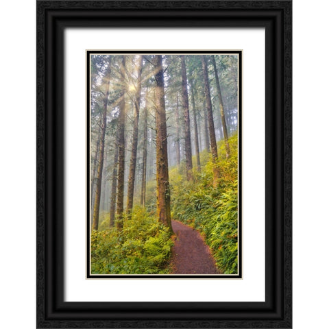 USA- Oregon. Lookout State Park trail with fog amongst Sitka spruce forest with sunrays Black Ornate Wood Framed Art Print with Double Matting by Gulin, Darrell