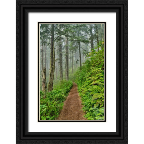 USA- Oregon. Lookout State Park trail with fog amongst Sitka spruce forest Black Ornate Wood Framed Art Print with Double Matting by Gulin, Darrell