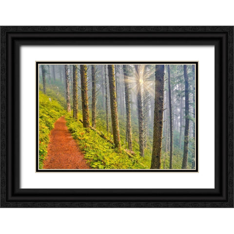 USA- Oregon. Lookout State Park trail with fog amongst Sitka spruce forest with sunrays Black Ornate Wood Framed Art Print with Double Matting by Gulin, Darrell