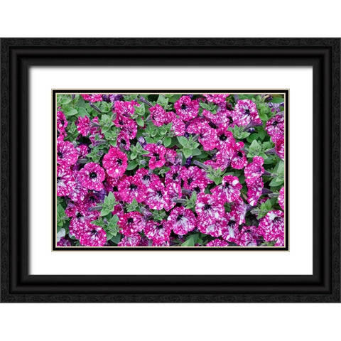 USA- Oregon. Cannon Beach planting of petunias Black Ornate Wood Framed Art Print with Double Matting by Gulin, Darrell